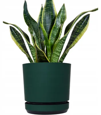 Produktbild von Kerd Dekor 26 Flaschengrün runde Blumenampel matt-satin