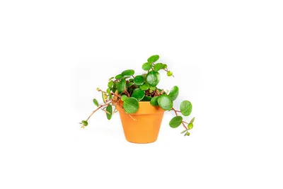 Obrázok produktu pre Gardners Peperomia Pepperspot, priemer 6 cm