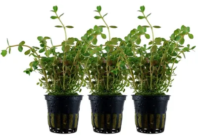 Produktbild von Aquarium Pflanze 3 Stück Rotala rotundifolia AquaOne Nr.033 Wasserpflanze