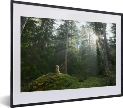 Produktbild von MuchoWow® MuchoWow® Gerahmtes Poster Hund - Wald - Fels 40x30 cm - Poster mit zchwarzem Bilderrahmen - Bilderrahmen - Poster im Rahmen