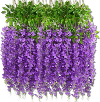 Produktbild von EDIBAZZAR | 12 Stück Glyzinien Wisteria für Girlande Hängeblumen