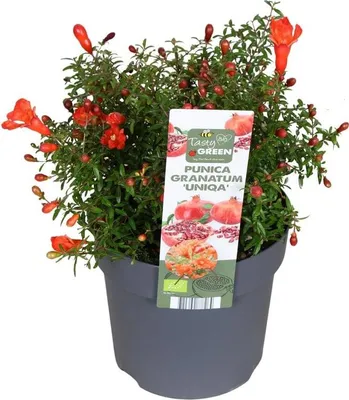 Immagine prodotto di Punica granatum 'Uniqa' melograno nano ca. 30 cm incl. vaso | pianta ornamentale giardino balcone terrazzo facile da curare