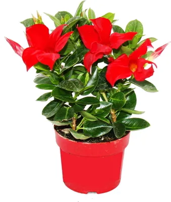 Obrázok produktu pre Dipladenia - ?ílsky jazmín - 10cm kvetiná? - 1 rastlina - ?ervená