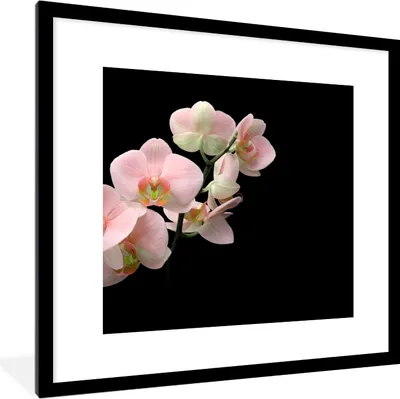 Produktbild von MuchoWow® Gerahmtes Poster Orchidee - Blumen - Rosa - Stilleben - Flora 40x40 cm - Poster mit Schwarzem Bilderrahmen Wandposter Rahmen Foto Bilder - Poster - Plakat im Rahmen