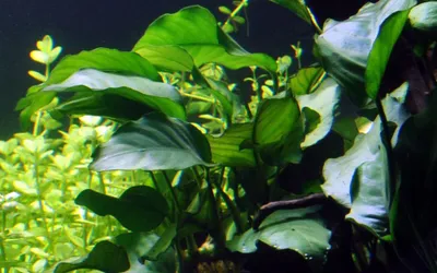 Produktbild von Anubias barteri var. barteri im Topf Wasserpflanzen Aquariumpflanzen