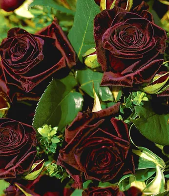 Produktbild von BALDUR Garten 1x Edelrose 'Black Baccara®', Pflanze wurzelballiert, fast schwarze Rose, winterhart, mehrjährig, blühend, duftend, Schnittblume, Schnittrose, Rosa Hybride, Edelrose