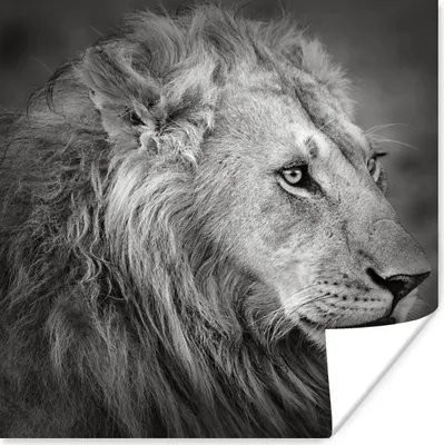 Produktbild von MuchoWow® Poster Löwe - Tiere - Porträt 75x75 cm - Wand Dekoration