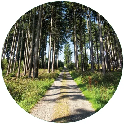 Produktbild von Wallario Premium Glasbild, freischwebende Optik, kräftige Farben, rund 50cm Durchmesser, Motiv Stiller Waldweg