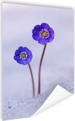 Produktbild von MuchoWow® Poster Blumen - Schnee - Lila 80x120 cm - Papierdruck