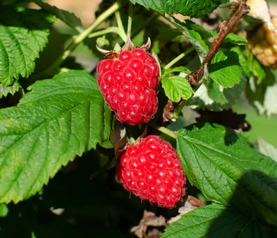 Produktbild von Dehner Bio Himbeere Tulameen, Selbstbefruchter-Sorte mit roten Früchten, 30-50 cm exkl. Pflanztopf, Beerenstrauch