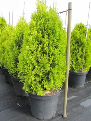Produktbild von Thuja occidentalis Golden Smaragd ® - Lebensbaum Golden Smaragd ® - 60-70cm
