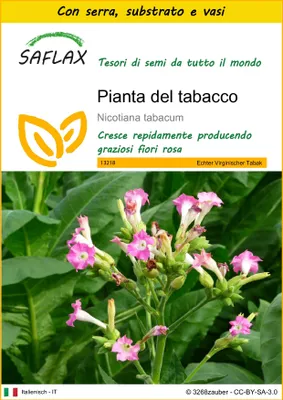 Immagine prodotto di SAFLAX Insieme di coltivazione - Pianta del tabacco - 250 semi - Nicotiana