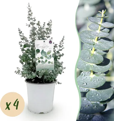 Image de Plante de terrasse - Eucalyptus - Eucalyptus gunni - Gris - Rustique | 4 pièces - 30-40cm - Ø20cm - Plante de jardin