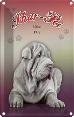 Produktbild von vianmo Blechschild 18x12 cm Hund Shar-Pei China 1972 Tier Haustier