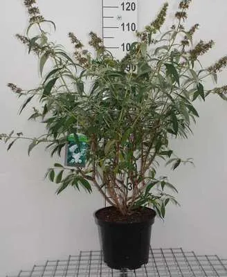 Zdjęcie produktu dla Buddleja dav. 'White Profusion' - Krzew motylkowy Pojemnik 60-80 cm