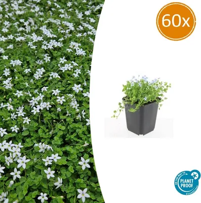 Obrázek produktu pro Půdopokryvné rostliny - Bílá lobelka - Isotoma fluviatilis 'Alba' - 9cm květináč - sada 60 rostlin