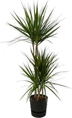 Immagine prodotto di Dracaena Marginata – Albero del drago – Pianta da appartamento ca. 120 cm – ø21 cm – incl. vaso Greenville Nero D24xH23 – Elegante pianta verde di facile manutenzione per soggiorno e ufficio