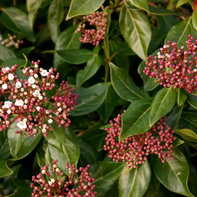 Image de 2 x Laurel snowball - Viburnum tinus | 30-40 cm en conteneur