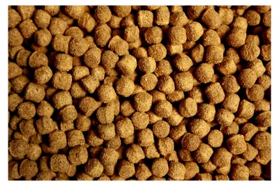 Produktbild von Schwimmfutter für Koi Wachstumsfutter leicht verdaulich arktische Rohstoffe All Season 6mm 2kg