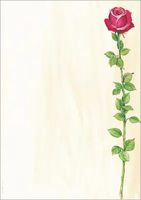 Obrázek produktu pro sigel Design-Papier, DIN A4, 90 g/qm, Motiv "Rose Bloom"