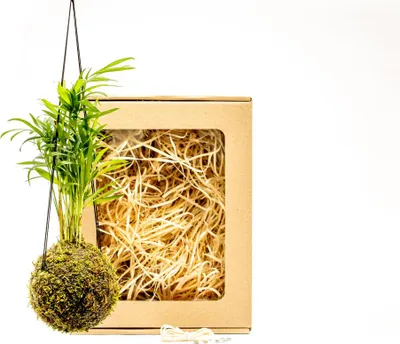 Obrázok produktu pre Gardners Kokedama Chamaedorea elegans (S) v dárkovém balení