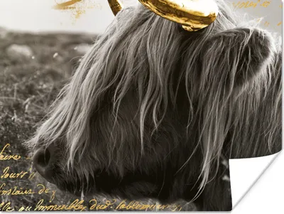 Produktbild von MuchoWow® Poster Schottischer Highlander - Kuh - Gold 120x90 cm - Wandbild