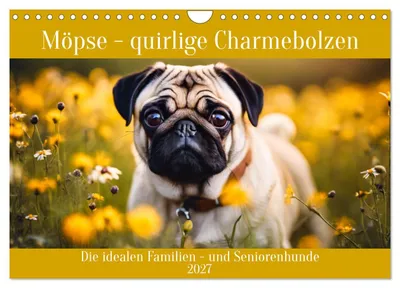 Produktbild von Möpse - quirlige Charmebolzen (Wandkalender 2027 DIN A4 quer), CALVENDO Monatskalender
