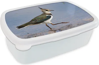 Produktbild von KitchenYeah® Lunchbox Brotzeit Brotdose 17x11 cm Kiebitz auf dem Wasser Kinder Brotzeitdose - Lunch Box - Kinder - Sandwich-Box - Schulbox - Lunch Boxen