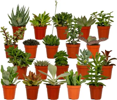 Produktbild von Trendyplants - Sukkulenten Mix 20 Stück - Höhe 5-15 cm - Topfgröße Ø5,5cm