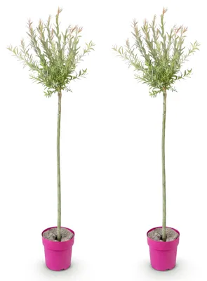 Image de 2x - Salix Flamingo - Ø23cm - ↕140-160cm