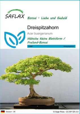 Produktbild von SAFLAX - Dreispitzahorn - Acer buergerianum - 30 Samen