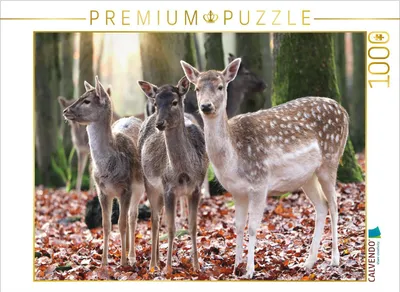 Produktbild von CALVENDO Puzzle Damwild 1000 Teile Puzzle quer | 1000 Teile Lege-Größe 64x48cm Foto-Puzzle für glückliche Stunden