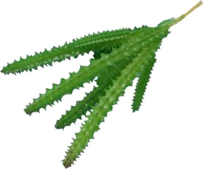 Image de Plante Succulente Artificielle PVC Souple Haute Simulation Mini Plante pour Décoration de Bureau Type 1