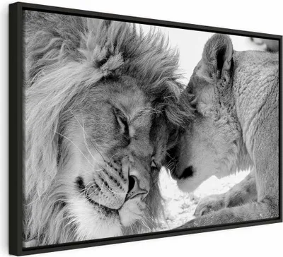 Produktbild von Italienischer Leinwand Leinwandbild - Lion's Love 120x80 cm Tiere g-B-0034-b-b