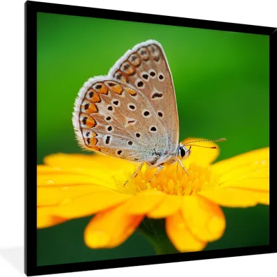 Produktbild von MuchoWow® Gerahmtes Poster Blumen - Schmetterling - Natur 40x40 cm - Poster mit Schwarzem Bilderrahmen Wandposter Rahmen Foto Bilder - Mit Rahmen - Wanddekoration Schlafzimmer