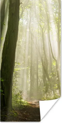 Produktbild von MuchoWow® Poster Wald - Licht - Natur - Landschaft 20x40 cm - Plakat - Foto