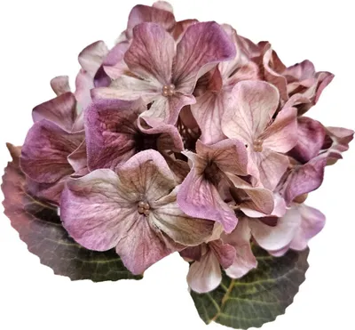 Produktbild von artplants.de Kunstblume Hortensie NYNMAR, violett-Creme, 50cm, Ø18cm - Künstliche Hydrangea