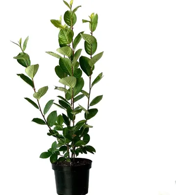 Produktbild von Aronia- Apfelbeere Hugin Gesundheitsbeerenstrauch