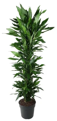 Image de Dracaena Janet Lind ramifiée - 160-170cm - Ø34cm - Plante d'intérieur - Vert persistant