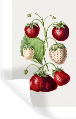 Produktbild von MuchoWow® Wandtattoo Wandsticker Wandaufkleber Erdbeere - Obst - Lebensmittel 40x60 cm Selbstklebend und Repositionierbar - Wierderverwendbar - Selbstklebend