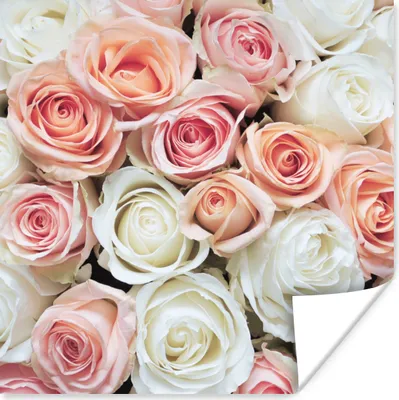 Produktbild von MuchoWow® Poster Rosen - Blumen - Weiß - Rosa 50x50 cm - Wohnzimmerdekoration