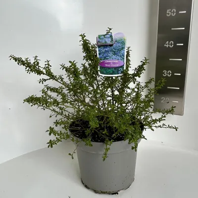 Immagine prodotto di Ceanothus 'Blue Mound' - Ceanothus | 30-40 cm in vaso