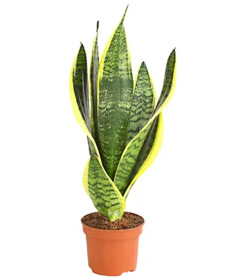 Produktbild von Dehner Bogenhanf Sansevieria trifasciata, grün-panaschiertes Laub, ca. 30-40 cm inkl. Pflanztopf, Ø Topf 12 cm, Zimmerpflanze