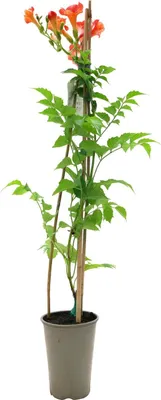 Produktbild von Campsis tagliabuana 'Madame Galen', Trompetenblume, orange-rot, 60–100 cm