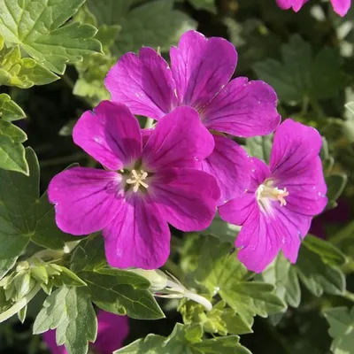 Obrázok produktu pre 6 x Geranium riversleaianum 'Russell Prichard'  | Kvetináč 9 cm x 9 cm