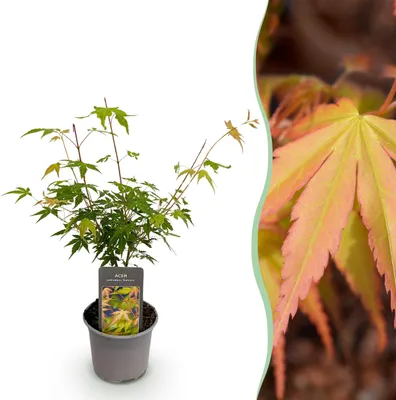 Image de Acer palmatum Katsura - Orange - Feuilles caduques - Peu d'entretien - 25-35cm - Ø12cm - Plante de jardin