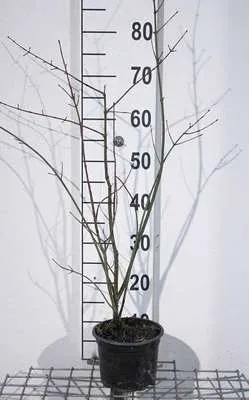 Zdjęcie produktu dla Euonymus europaeus - Krzew korkowca 40- pojemnik 60 cm
