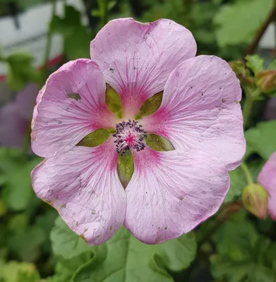 Image de Anisodonthea malvastroides / Mauve du cap