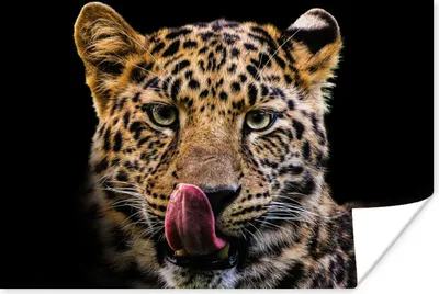 Produktbild von MuchoWow® Poster Leopard - Schwarz - Nahaufnahme 60x40 cm - Schlafzimmerdekoration