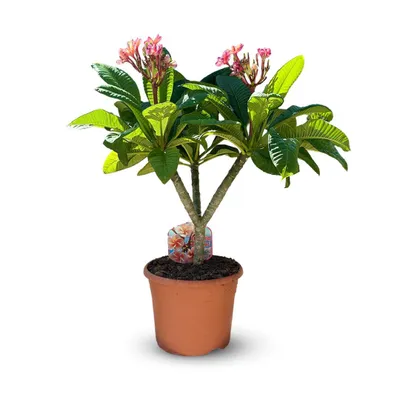 Image de Plumeria rubra frangipanier - plante fleurie - ↕ 80-90 cm - ⌀ 26 cm - plante d'intérieur & extérieur - fleur rose